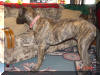 Great Dane Puppies , Great Danes for Sale , Great Dane Breeders